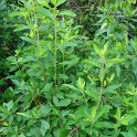 Clethra alnifolia P2A